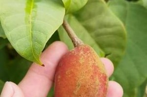 以苹婆怎么种植——打造丰收的果园（苹婆栽培指南，轻松掌握关键技巧）