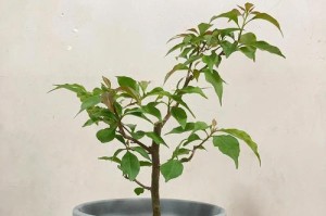 以三角梅换盆技巧（三角梅换盆，如何妥善处理根部，探讨养护要点）