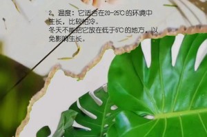 龟背竹冬季浇水全攻略（浇水技巧，让龟背竹在寒冷季节也健康成长）