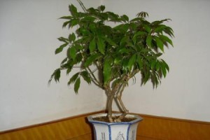 用鸭掌木制作盆景的魅力与技巧（探索鸭掌木盆景的独特美学，打造自然与艺术的完美结合）