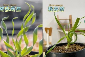 如何解决花朵因缺水而垂头丧气的问题？（掌握正确浇水方法，让花儿重新挺拔鲜艳！）