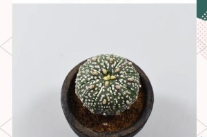 探寻以星兜怎么开花的奥秘（从生长环境到花期探究以星兜的独特开花方式）