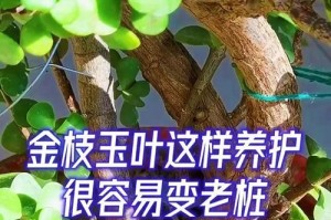 如何解决金枝玉叶颜色变浅的问题（美化植物生长环境，恢复金枝玉叶的鲜艳色彩）