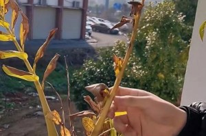 干枯的树叶（探索干枯树叶的生命力与可持续利用方法）