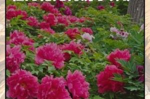 五彩牡丹花的种植与养护（打造花园的绚丽之选）