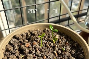 在家种植柚子的方法与技巧（从种子到结果，一步步教你如何种植美味的柚子）