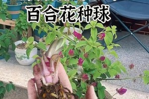 百合花的开花季节及开花时间详解（春季到夏季，早晨至傍晚，了解百合花的开花规律）