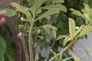 玫瑰花修剪的技巧与方法（打造盛开艳丽的玫瑰花园）