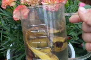 花根泡水（揭秘花根泡水的神奇变色原理）