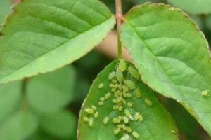 如何有效防治发财树的蚜虫问题（应对发财树蚜虫侵袭，轻松保护您的植物宝贝）