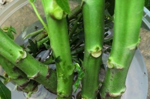 以扦插繁殖的植物（探索植物年龄之谜，以扦插的方式揭开奥秘）