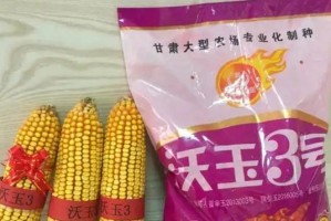 夏播玉米种植，品种选择重要（从生长期、耐逆性、产量等方面分析夏播玉米品种）