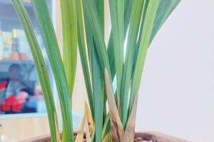 墨兰换土时间和方法详解（打造健康美丽的墨兰花园，轻松掌握换土技巧）