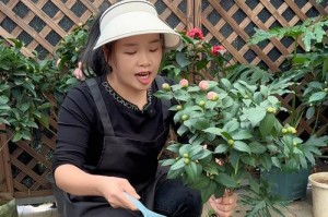 以山茶花调叶子——探索植物间的相互作用（从山茶花到叶子，一场生命的旋律）