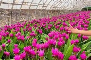 水养姜荷花的养殖方法及技巧（掌握适宜的水质、湿度和光照，让姜荷花长势蓬勃）