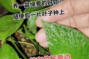 绿萝泡根与移盆技巧（如何正确进行绿萝泡根和移盆的操作，让你的绿萝茁壮成长）