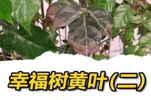 幸福树叶子枯萎的原因及处理方法（探寻幸福树叶子枯萎的真相，帮助您恢复植物的活力）