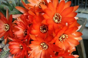 白雪光如何绽放丰盛的花朵（揭秘白雪光开花的奥秘，探究花期延长的关键）