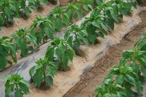 海椒种植全攻略（时间、方法、关键点一网打尽）