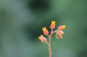 多肉开花的养护之道（打造多肉花园，让多肉植物盛开绽放）