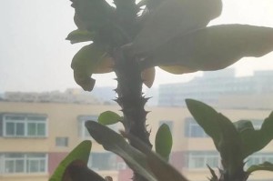 如何解决刺梅不开花问题（刺梅不开花的原因及有效的解决方法）
