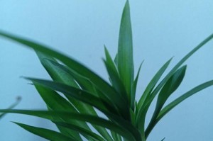 牡丹吊兰秋天开花真相（秋季栽种的牡丹吊兰，能否开出绚烂花朵？）