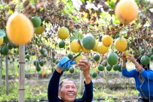 从种子到果实（瓜蒌种植的方法、要点和注意事项）