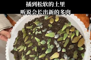 冬季多肉叶子变软的原因与解决方法（多肉叶子软化可能由于光照不足和过度浇水引起）