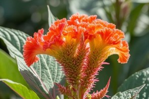 冬天鸡冠花的种植技巧（打造冬日花园的亮点——冬天鸡冠花种植指南）
