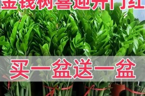 掌握以榕树盆栽植物的养殖技巧（打造健康美丽的室内绿色环境）