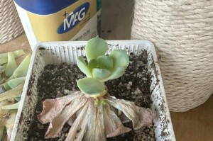多肉之美（探寻多肉植物的生命奥秘与变化）