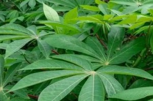 解读木薯——一个全面的介绍（木薯的分类、产地、营养价值以及食用方式）