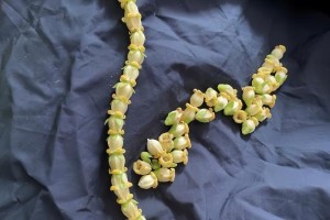 柿子开花，迎接秋日清香（时间、样子、养护、神话，一一解析柿子的开花之美）