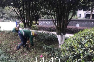 水杉施肥误区及调整方法（避免水杉过量施肥的关键措施）