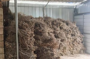以鱼滕根为主题的全面介绍（探索鱼滕根的起源、用途和效果）
