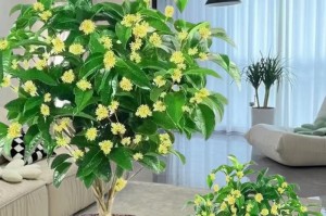 如何选好土壤种植桂花树（桂花树土壤选取要点解析）