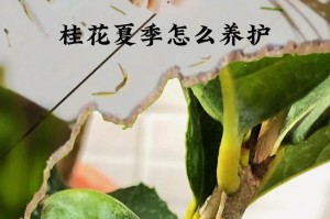 冬天如何养护桂花？（让你的桂花在寒冷季节里依然芳香）