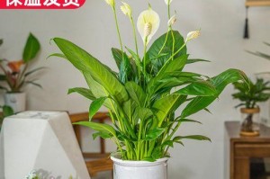 以红掌花焉了怎么办——室内养护与繁殖方法（打造健康美丽的红掌花空间，掌握养护技巧，快速繁殖红掌花）