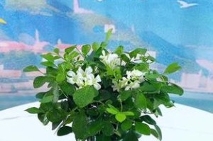 冬季如何正确施肥和浇水九里香植物（冬季九里香植物肥水管理技巧与注意事项）