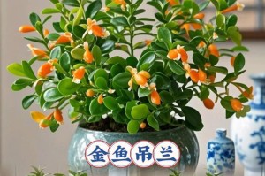 冬天的金鱼吊兰养护全指南（让你的金鱼吊兰在寒冷的冬天依然健康茂盛）