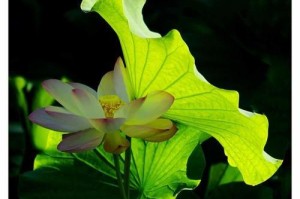 荷花，清雅如仙的水墨之美（从花名、品种、历史到文化，荷花的一切都在这里）