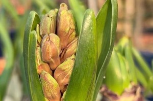 水仙与风信子（了解水仙和风信子的不同之处，品味花朵的独特魅力）