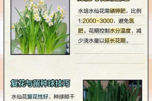 水仙花叶子不生长的原因及处理方法（水仙花的叶子为何不长？如何有效处理？）