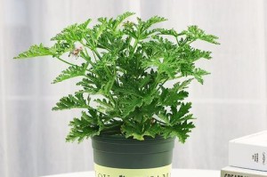 以趋蚊草的养殖技巧与方法（掌握趋蚊草的养殖关键，打造舒适的家庭环境）
