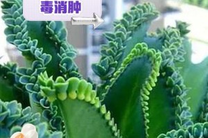大叶落地生根的清除方法（有效去除大叶落地生根的技巧与建议）