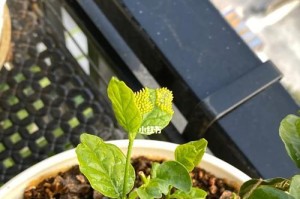 茉莉花叶子发干的原因与处理方法（茉莉花叶子发干，如何拯救你的茉莉花）