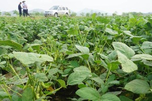 北方毛豆的种植时间（掌握北方毛豆种植时间，助力收成丰硕）