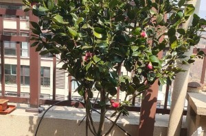 茶花盆景的种植与养护指南（打造美丽庭院的关键技巧与方法）