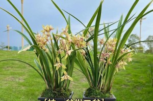 野生兰花的种植与养护（探寻野生兰花的种植技巧和养护秘籍）