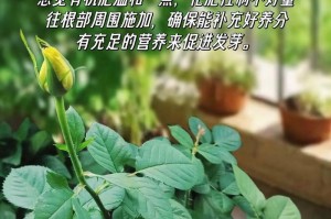 小花匠玫瑰种植指南（如何成功种植小花匠玫瑰）